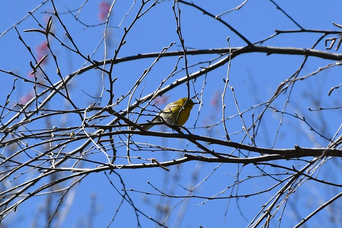 Pine Warbler - Brian Kenney