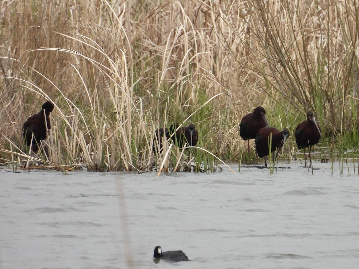 White-faced Ibis - Hallie Kretsinger