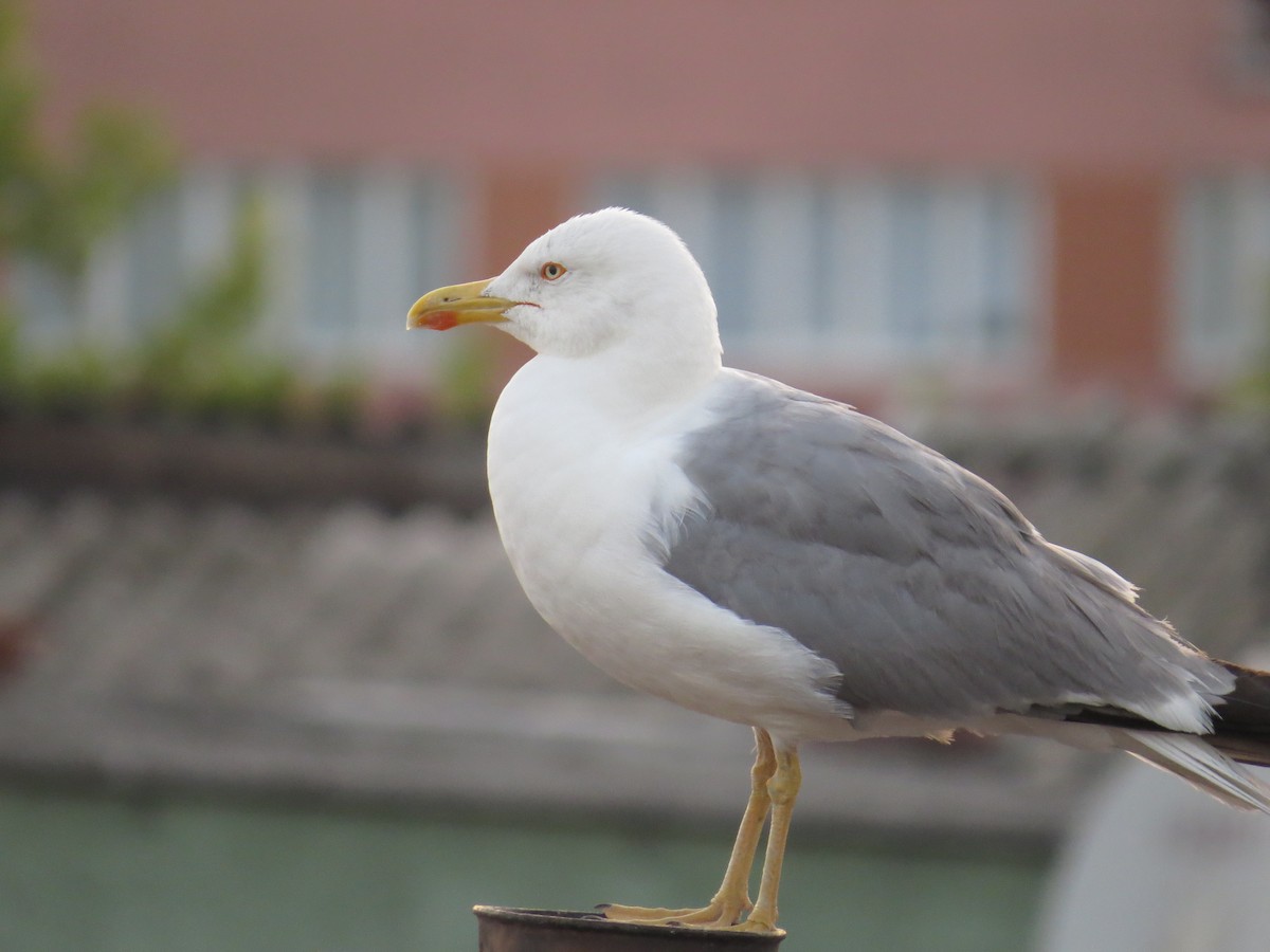 Yellow-legged Gull - Ian Hearn