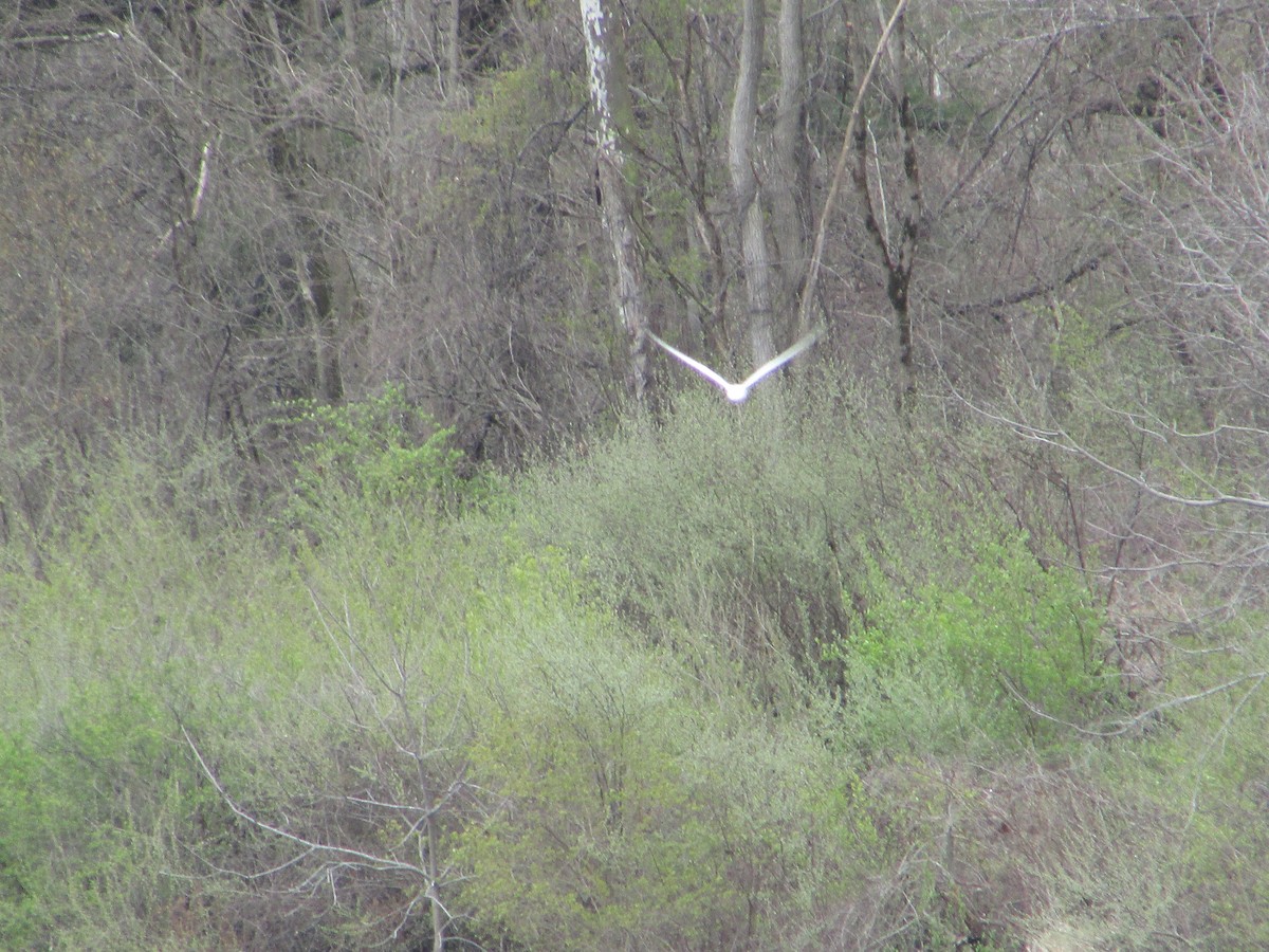 Forster's Tern - ML437947961