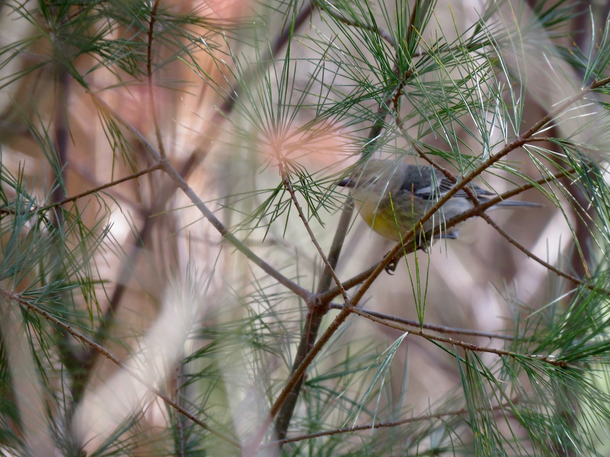 Pine Warbler - ML437951131