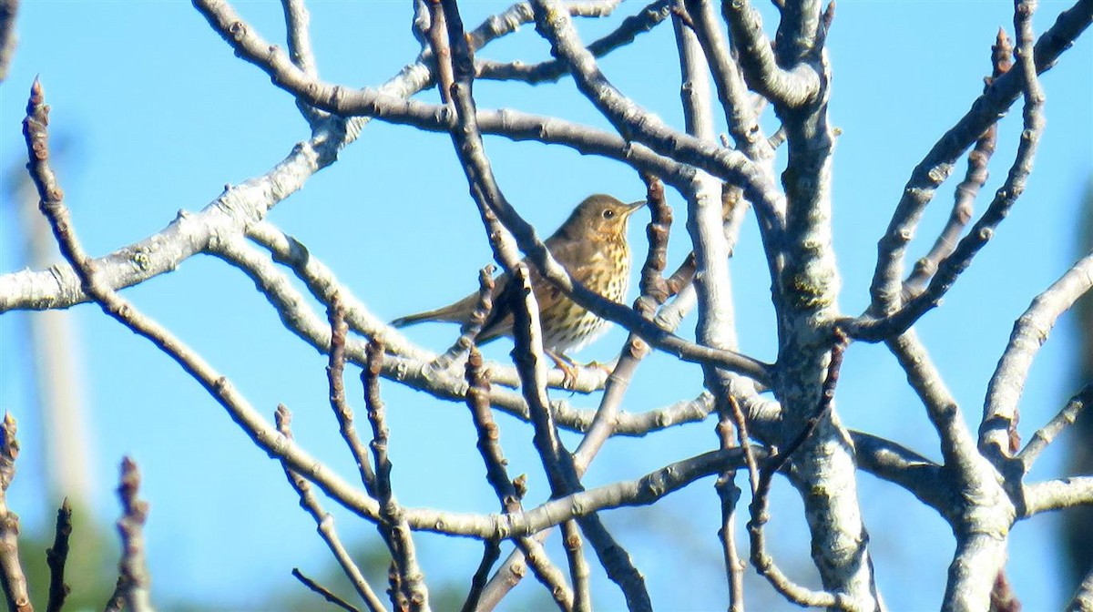 Song Thrush - Miguel  Berkemeier