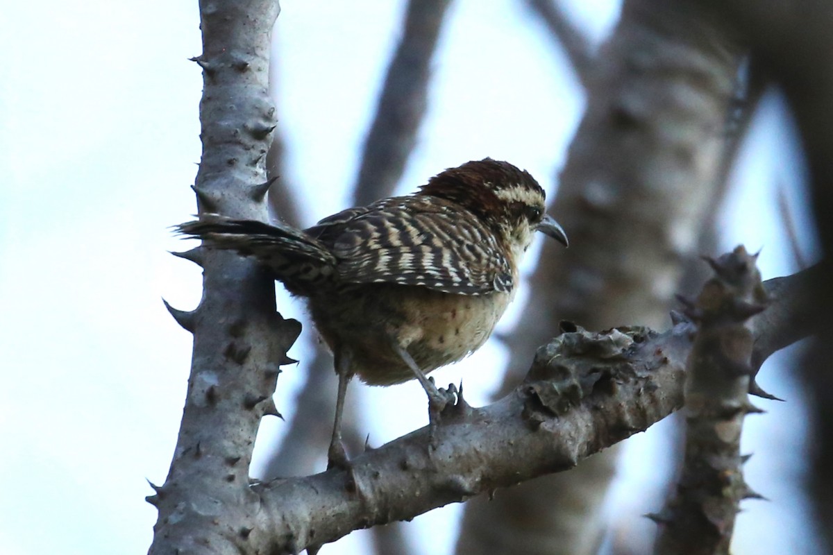 Rufous-naped Wren - ML437954041