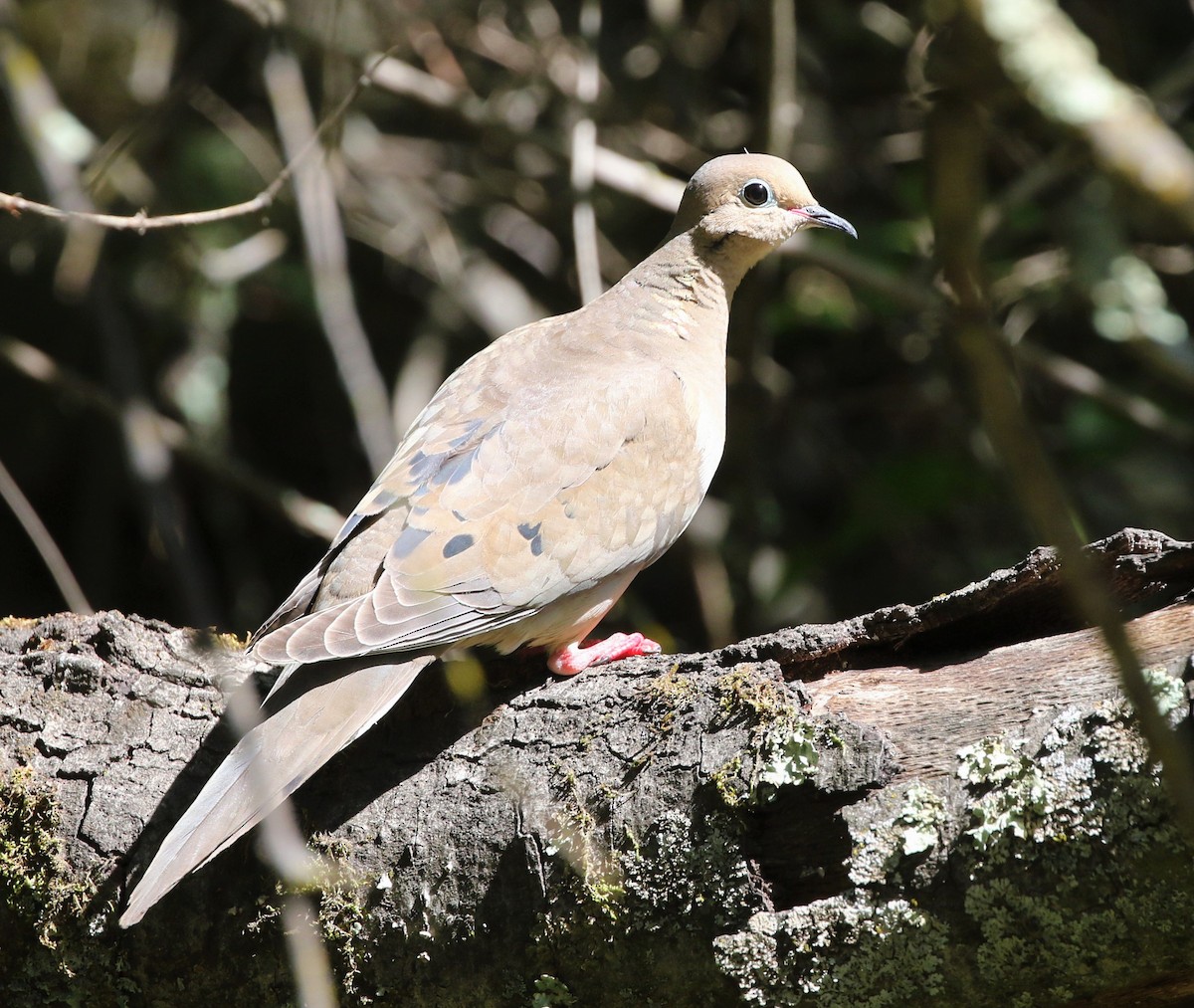 Mourning Dove - ML437954741