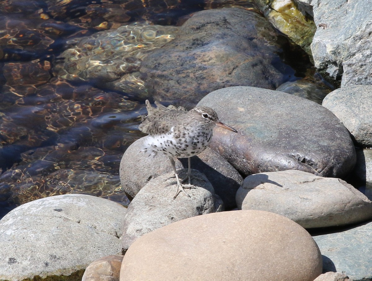 Spotted Sandpiper - Kevin Thomas