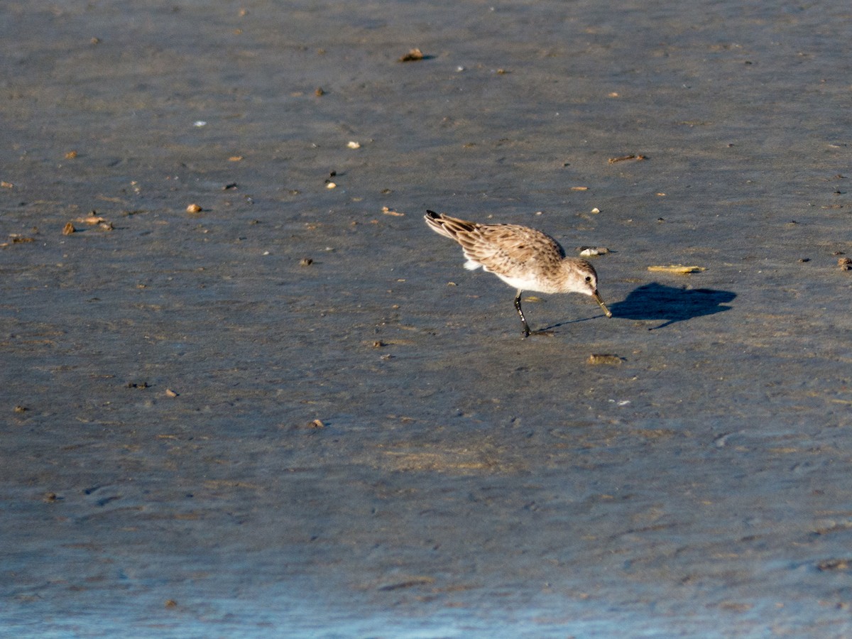 White-rumped Sandpiper - Santiago Fernandez Bordin