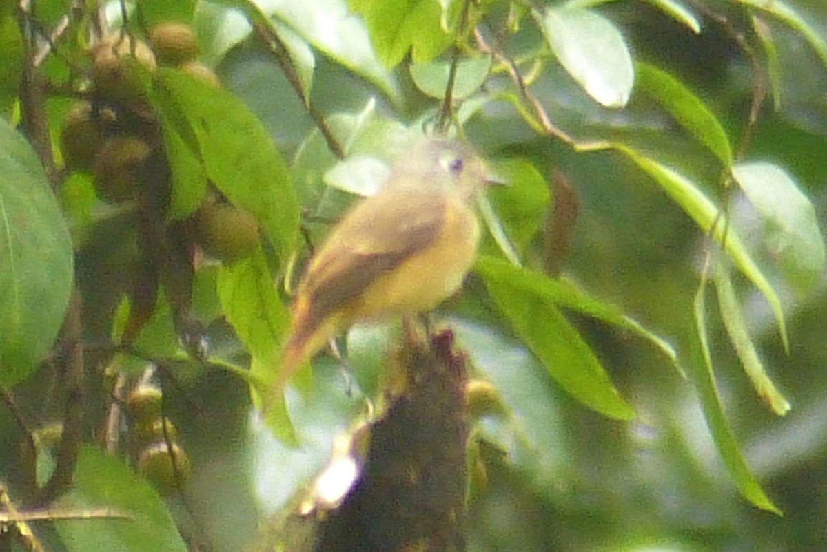 Ferruginous Flycatcher - Michael Nicosia