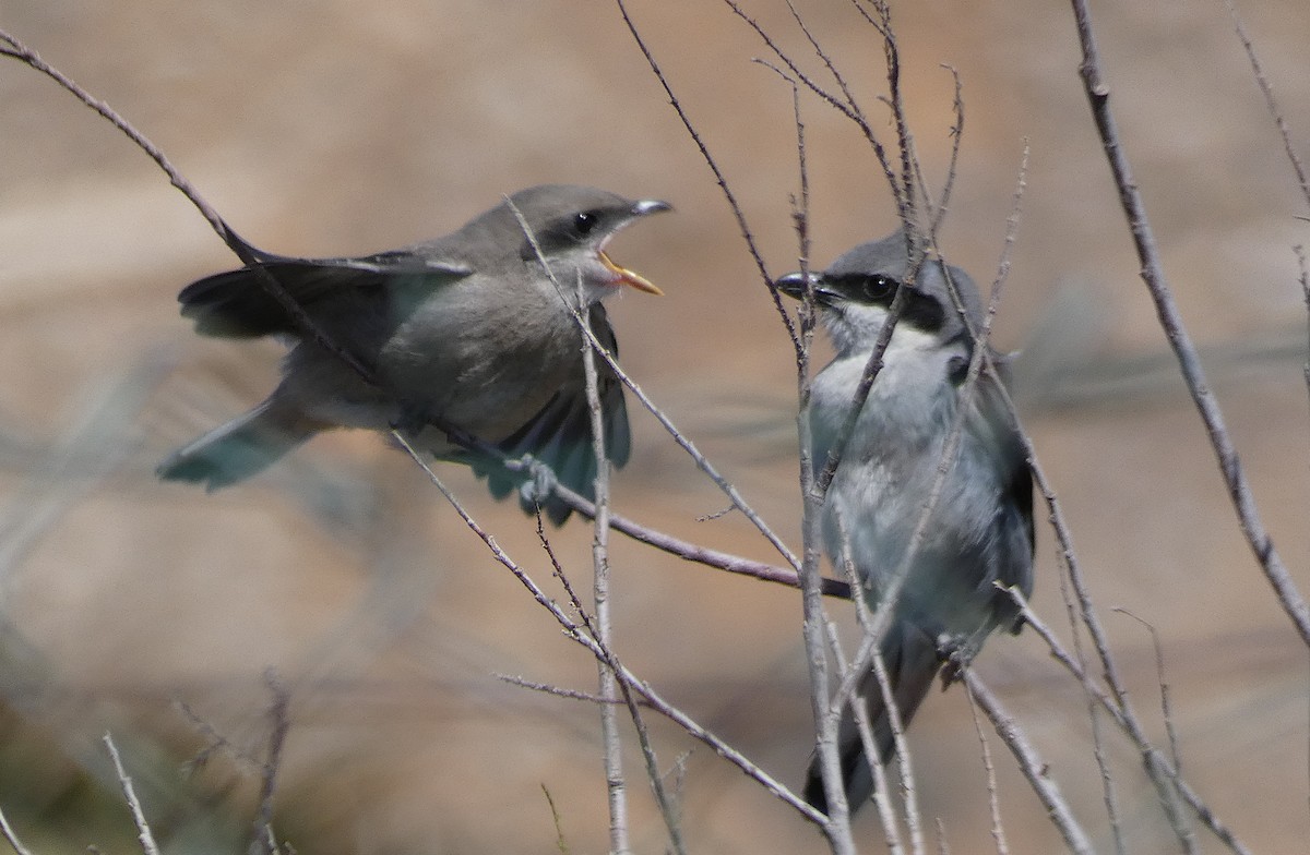 Great Gray Shrike - ML437956211