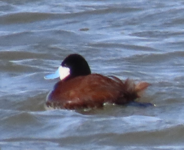 Ruddy Duck - ML437957451