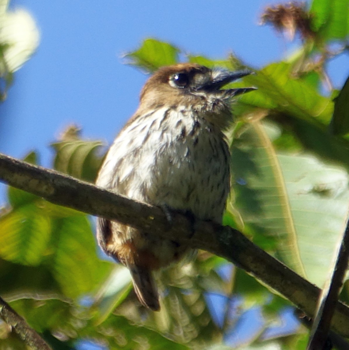 Lanceolated Monklet - ML437958341