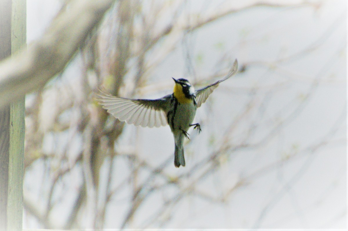Yellow-throated Warbler - ML437958361