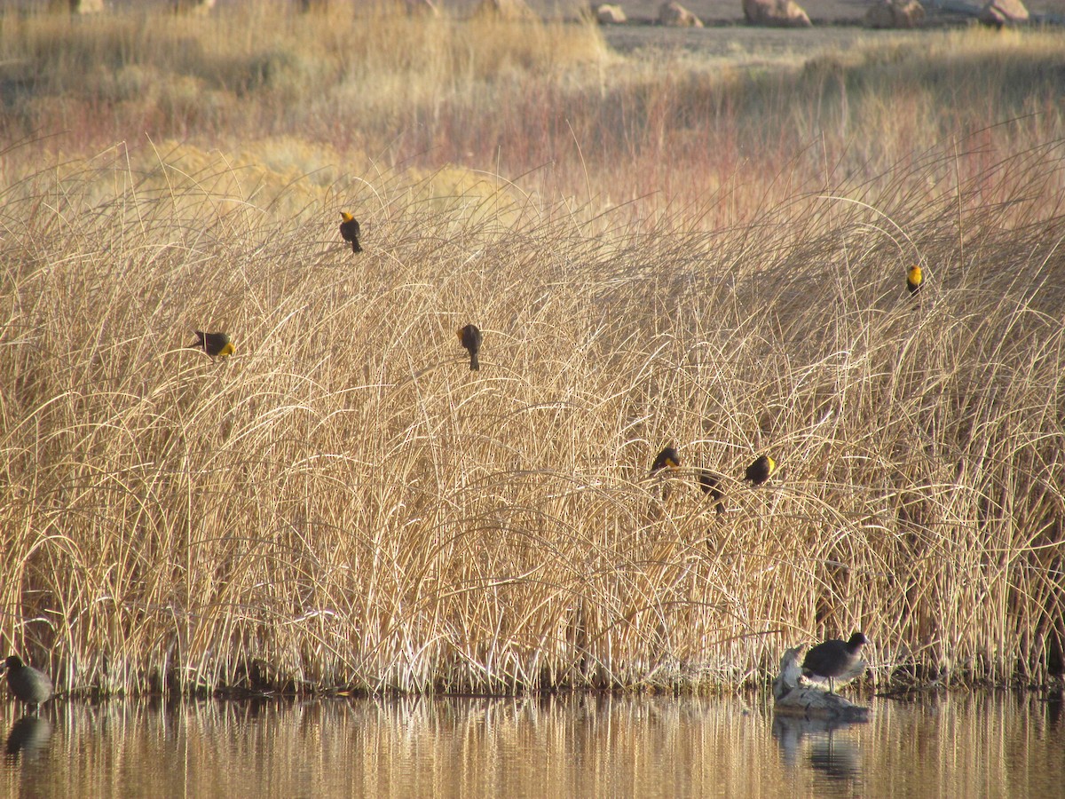 Yellow-headed Blackbird - ML437958891