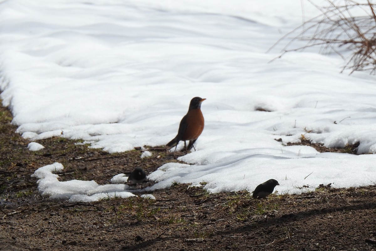 American Robin - ML437960231