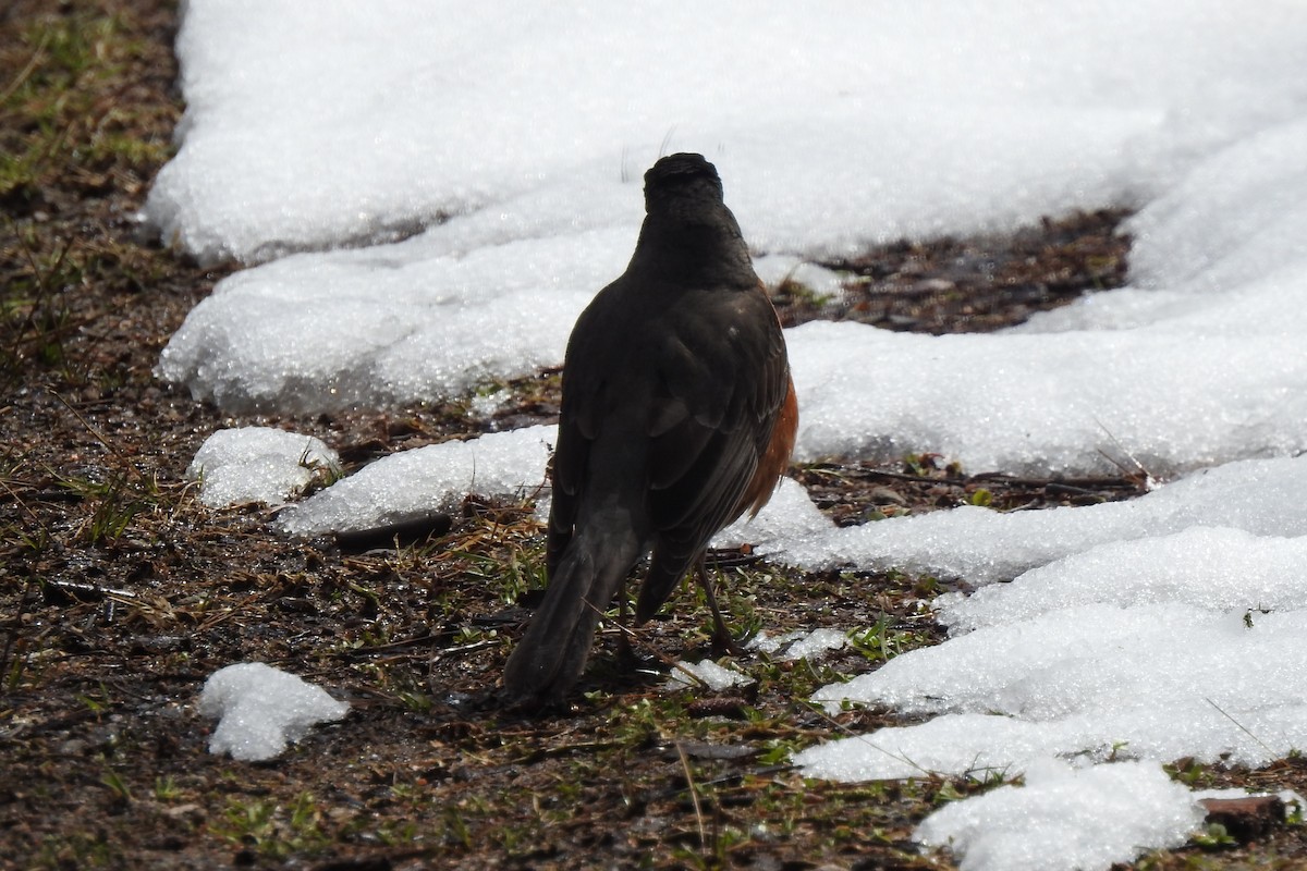 American Robin - ML437960411