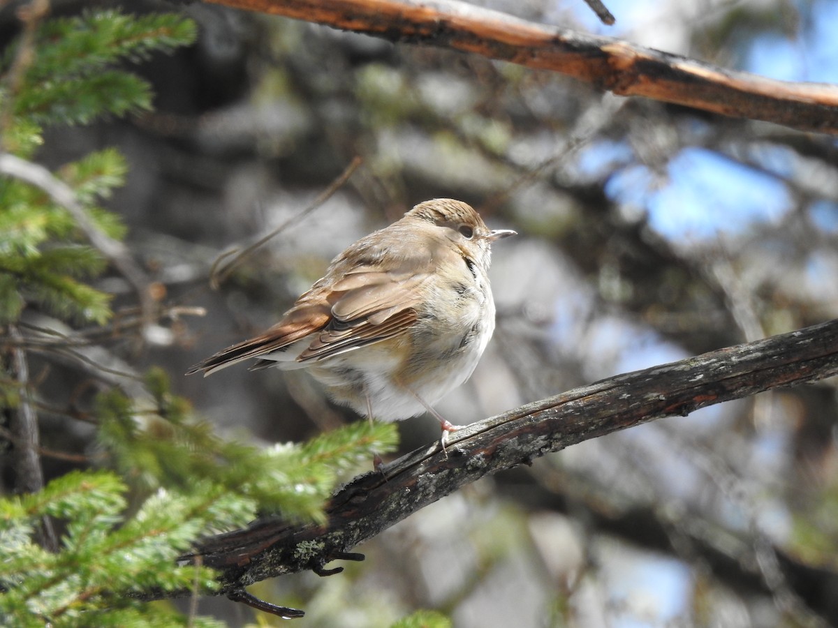 Hermit Thrush - ML437960751