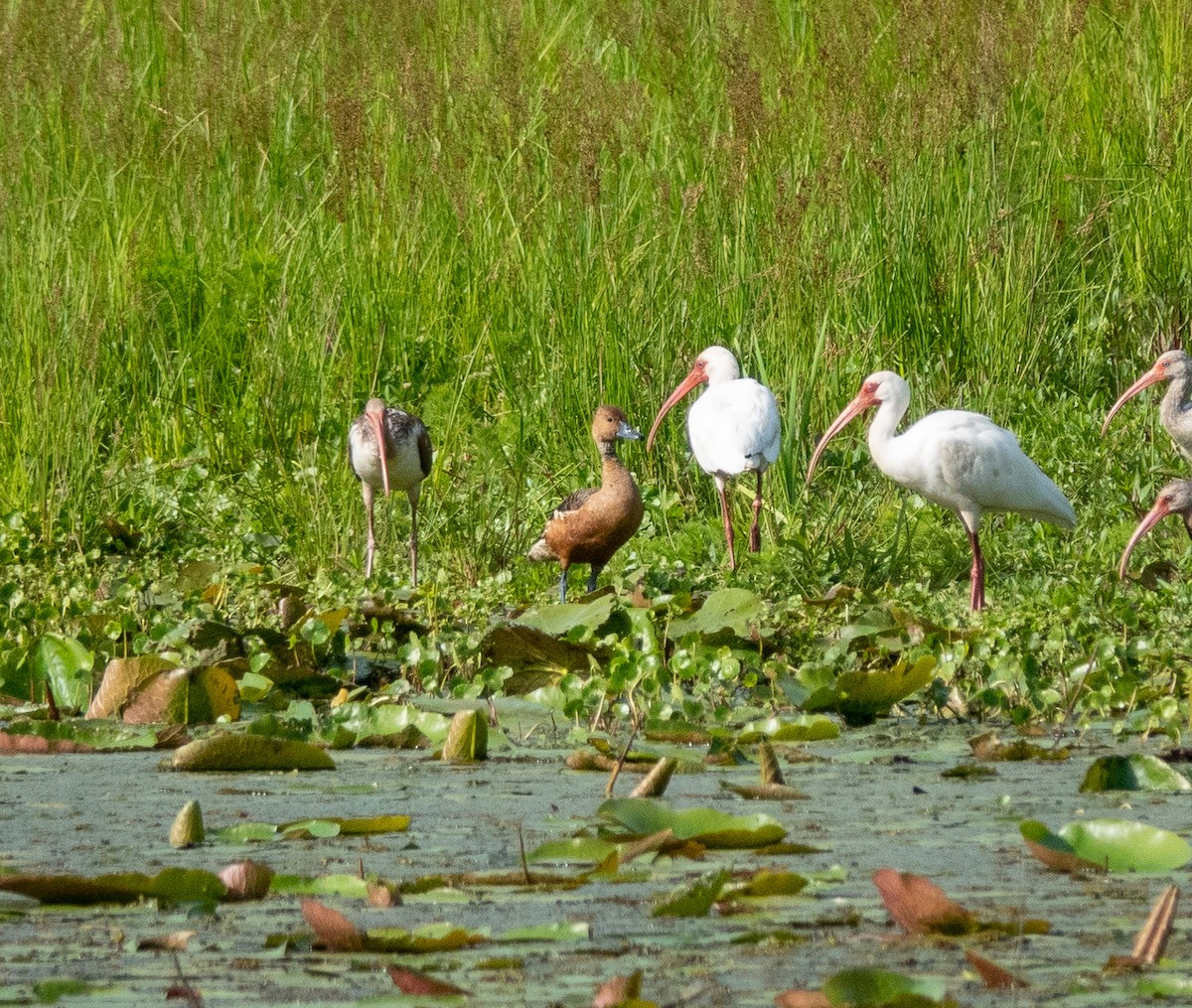 Fulvous Whistling-Duck - ML437961031