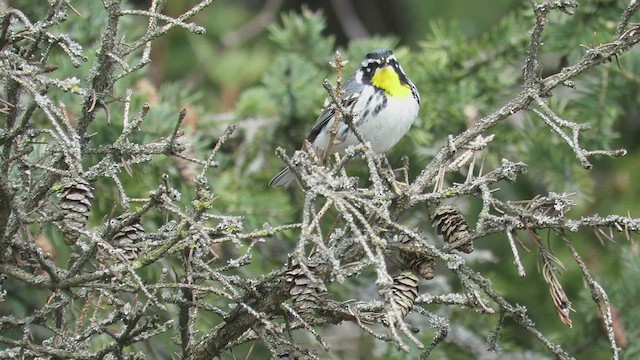 Yellow-throated Warbler - ML437961071