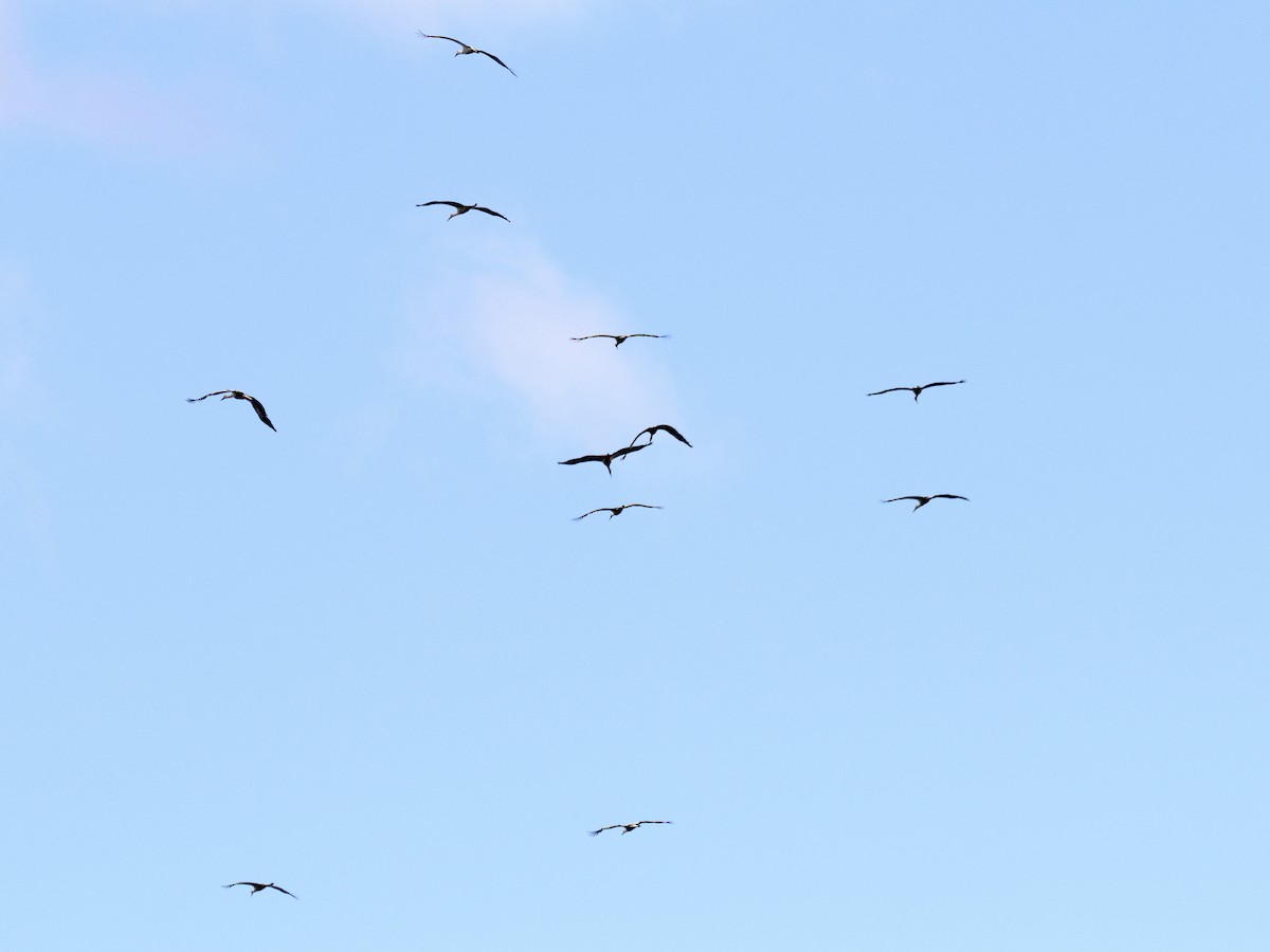 White Stork - ML437961951