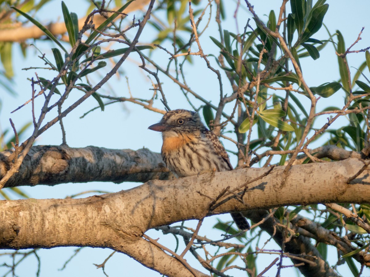 Spot-backed Puffbird - ML437963321