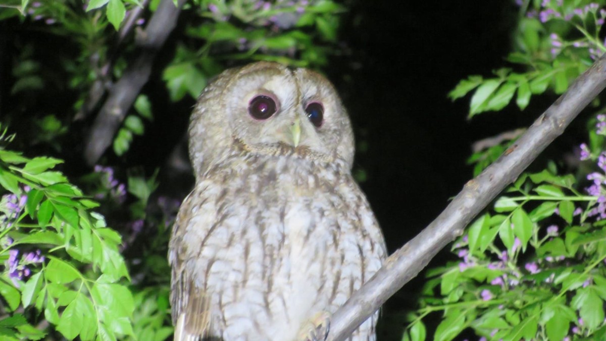 Tawny Owl - ML437963481