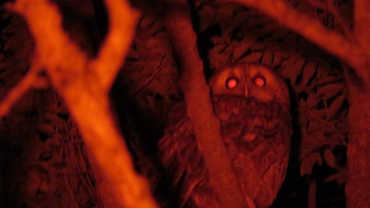 Tawny Owl - ML437963501