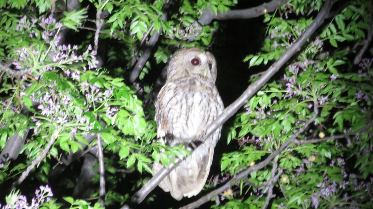Tawny Owl - ML437963511