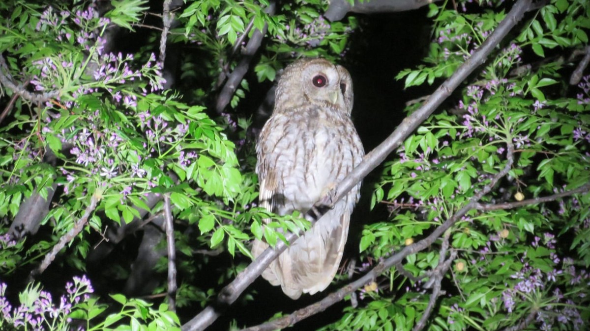 Tawny Owl - ML437963581