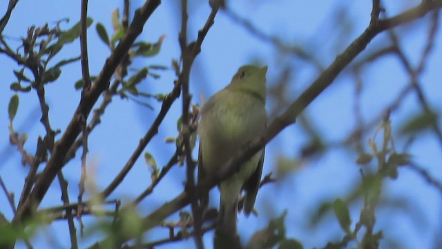 Western Flycatcher (Pacific-slope) - ML437964551