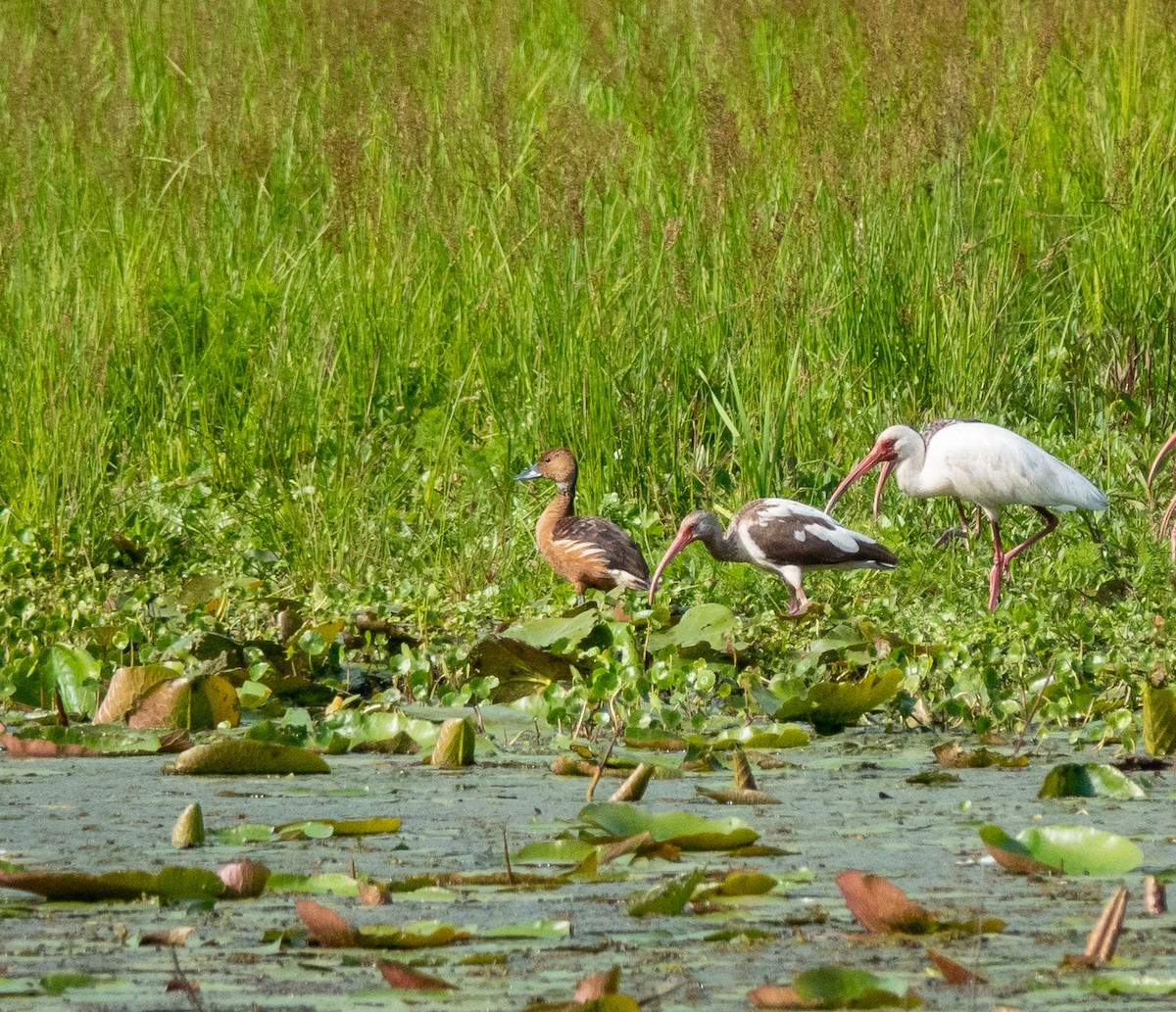 Fulvous Whistling-Duck - ML437964631