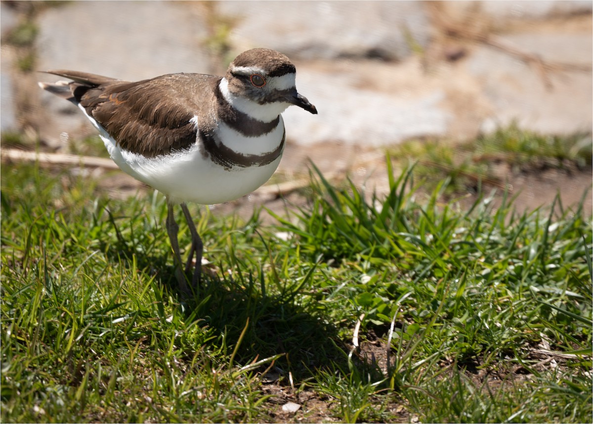 Killdeer - Sheila Meehan