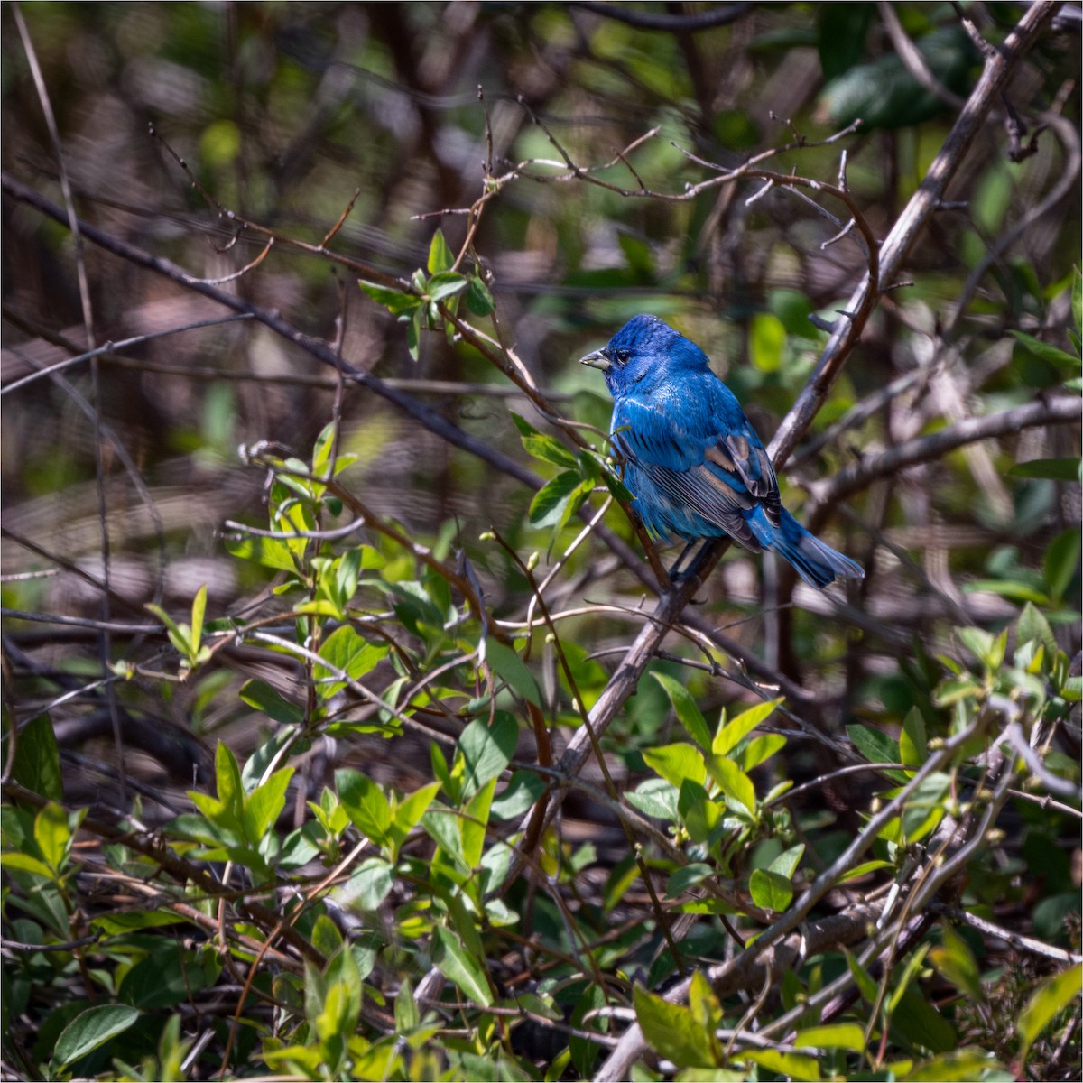 Indigo Bunting - Sheila Meehan