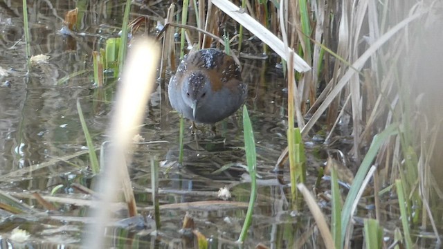 Baillon's Crake - ML437965221