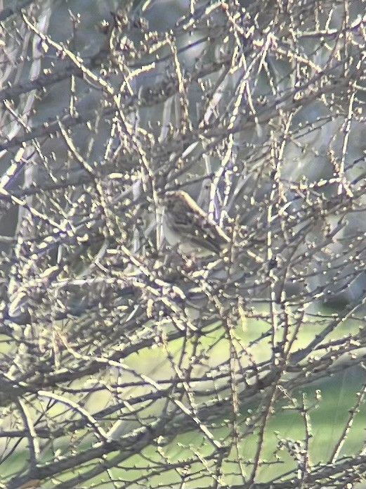 Vesper Sparrow - ML437966511