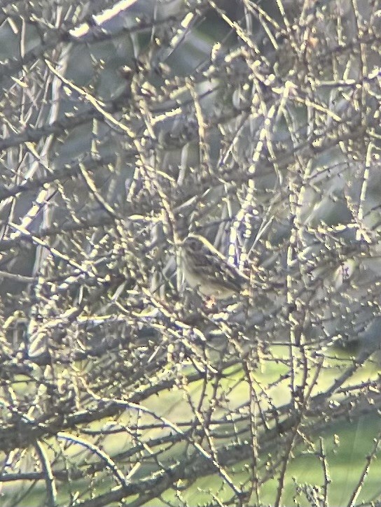 Vesper Sparrow - ML437966521