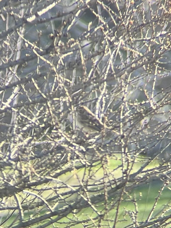 Vesper Sparrow - ML437966541