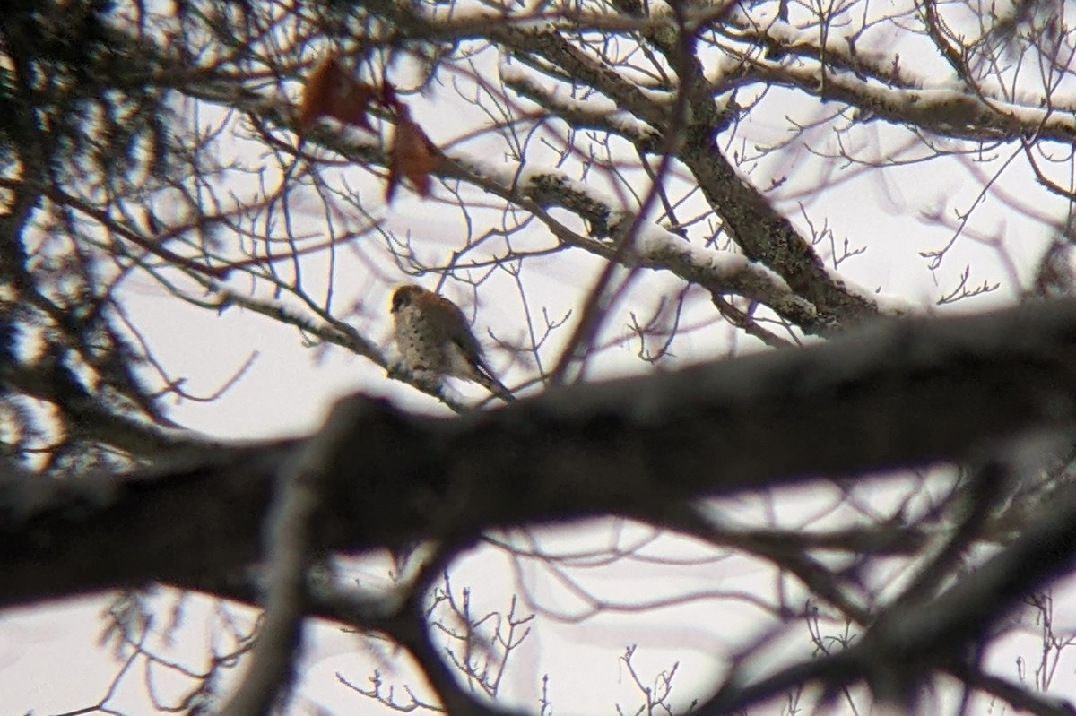 American Kestrel - ML437966801