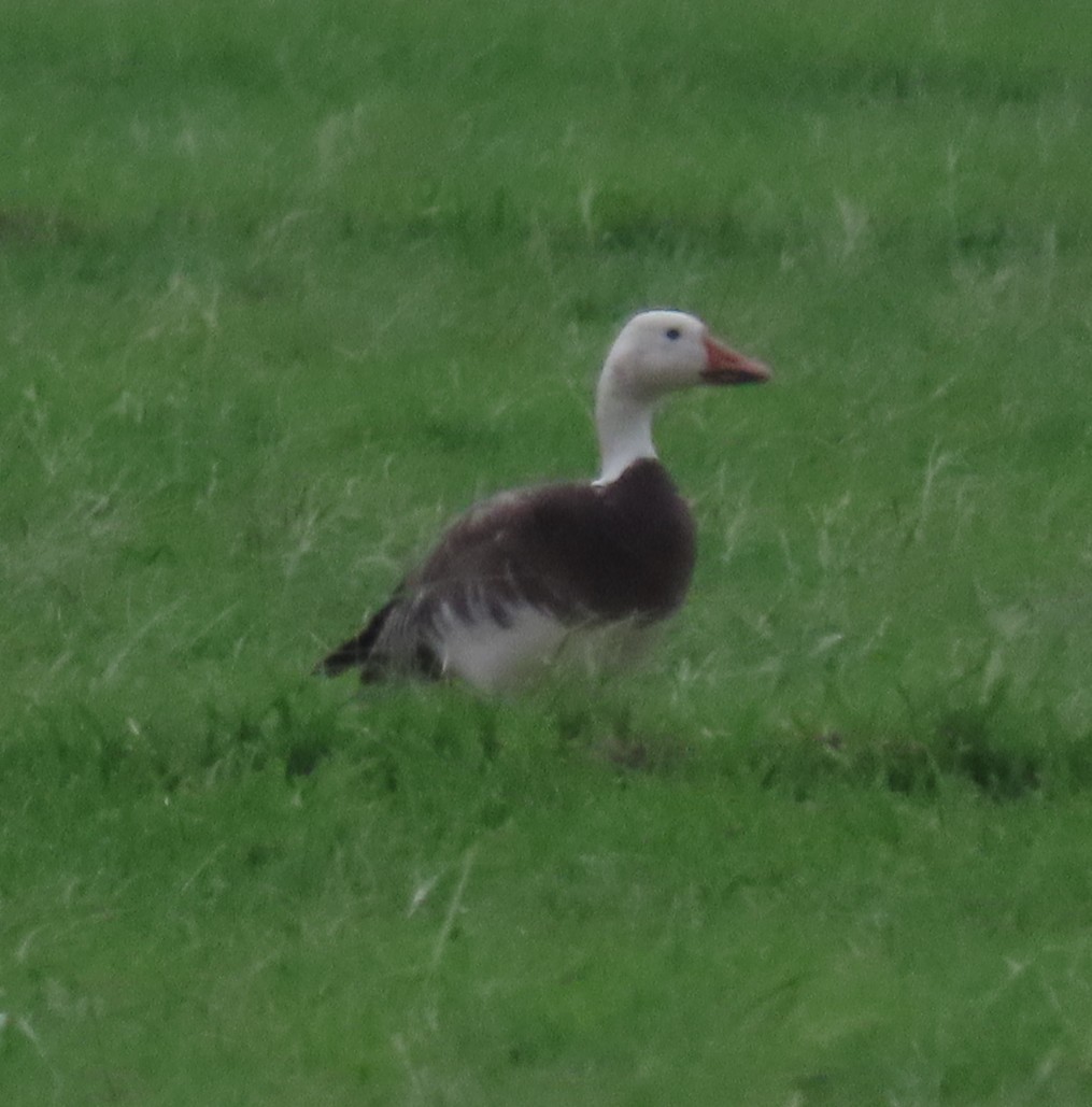 Snow Goose - ML437966831