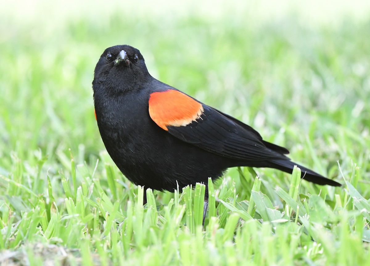 Red-winged Blackbird - Joshua Greenfield