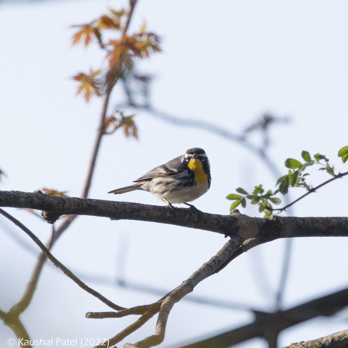 Yellow-throated Warbler - ML437968451