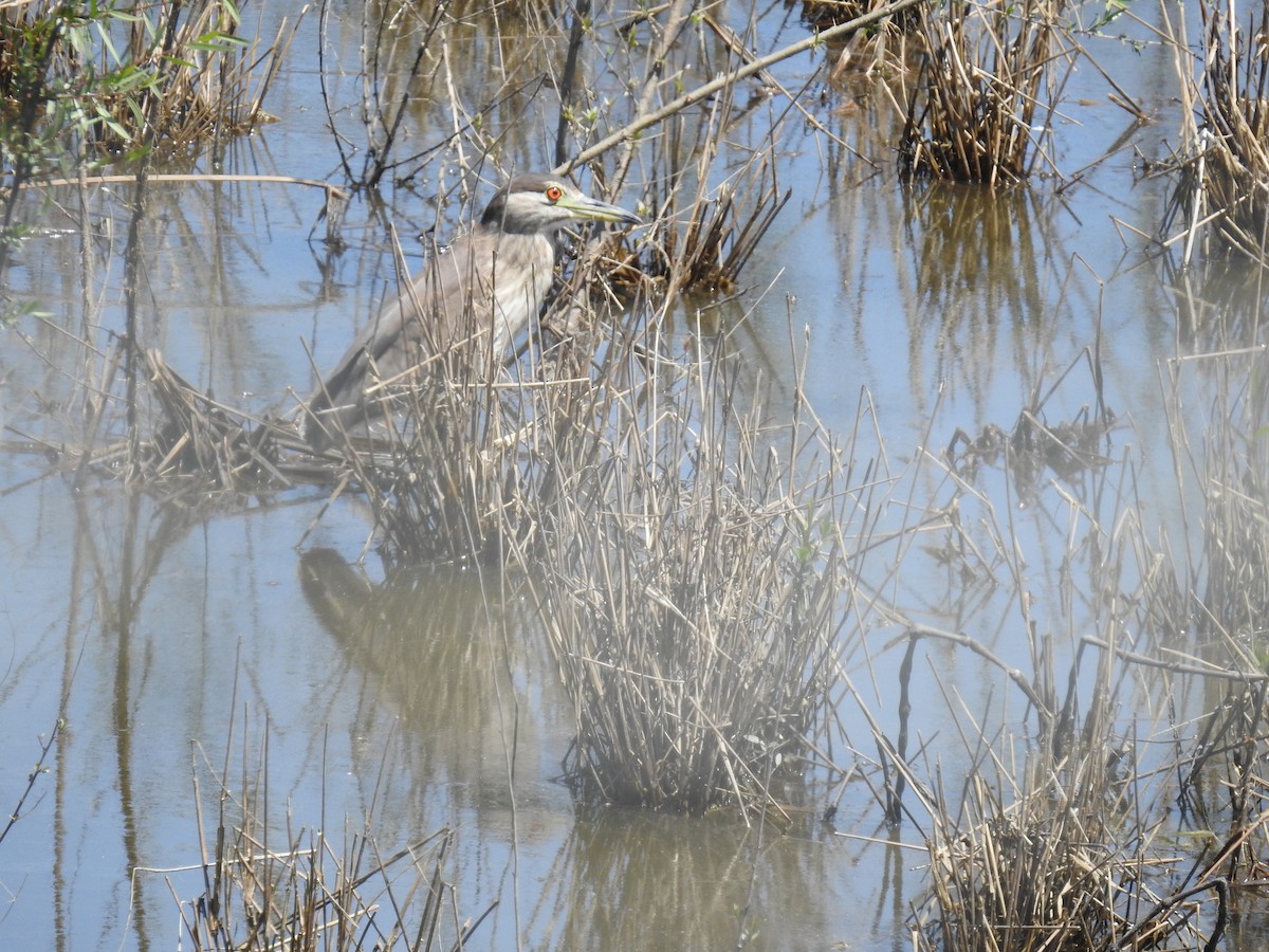 Black-crowned Night Heron - ML437968591