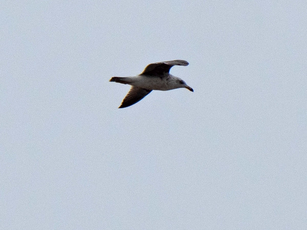 Ring-billed Gull - ML437968601