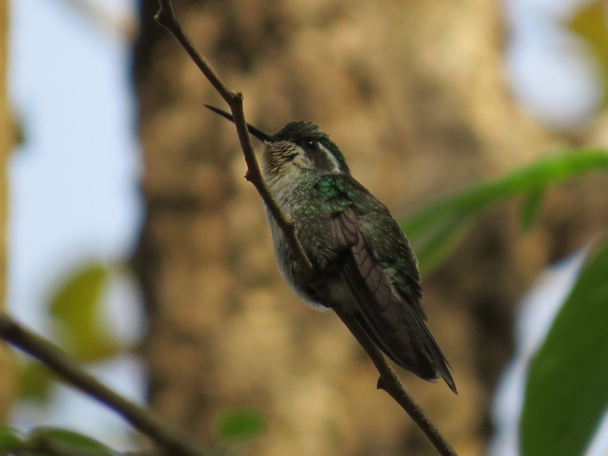 Green-breasted Mountain-gem - ML43797081