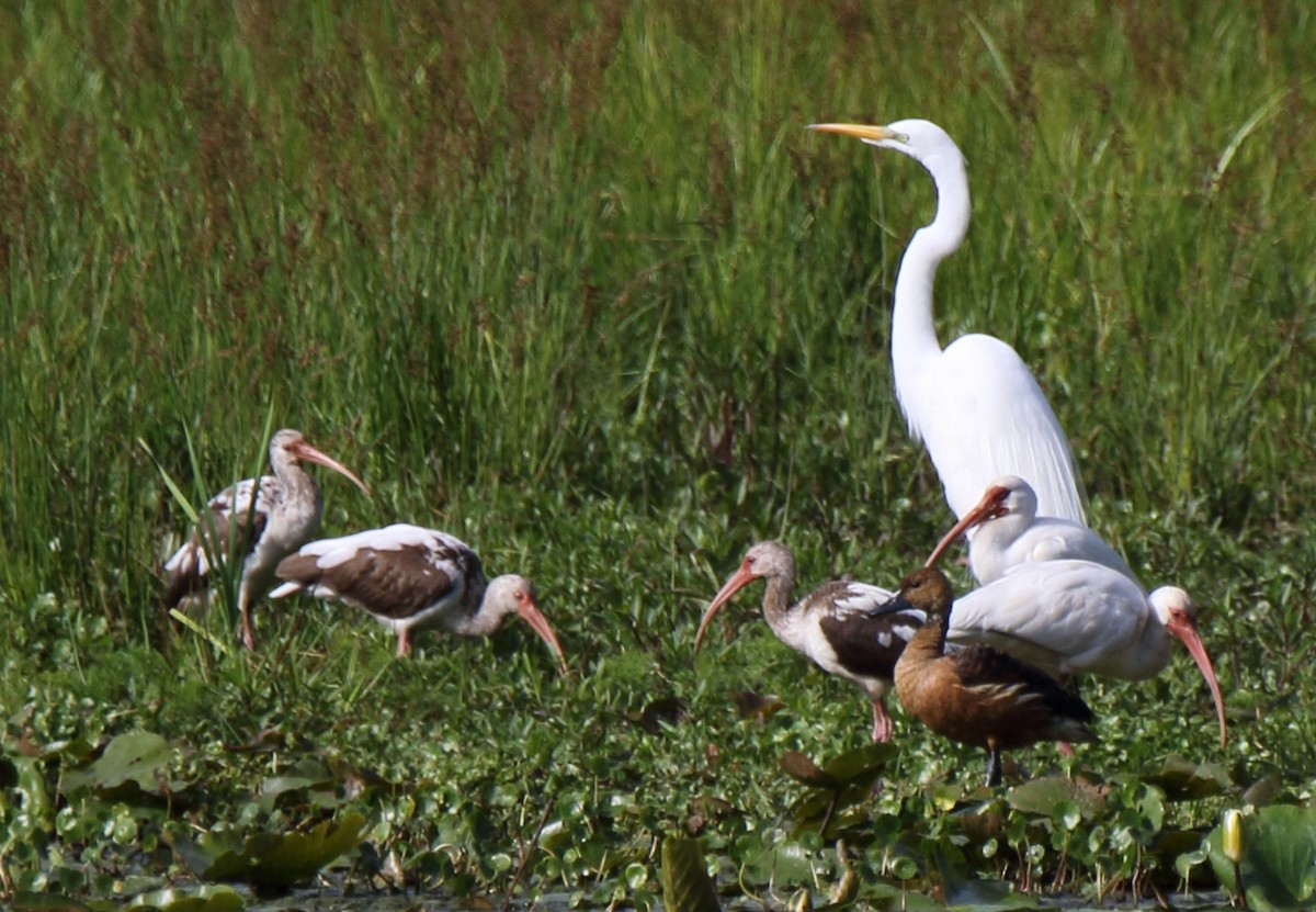 Fulvous Whistling-Duck - ML437971131