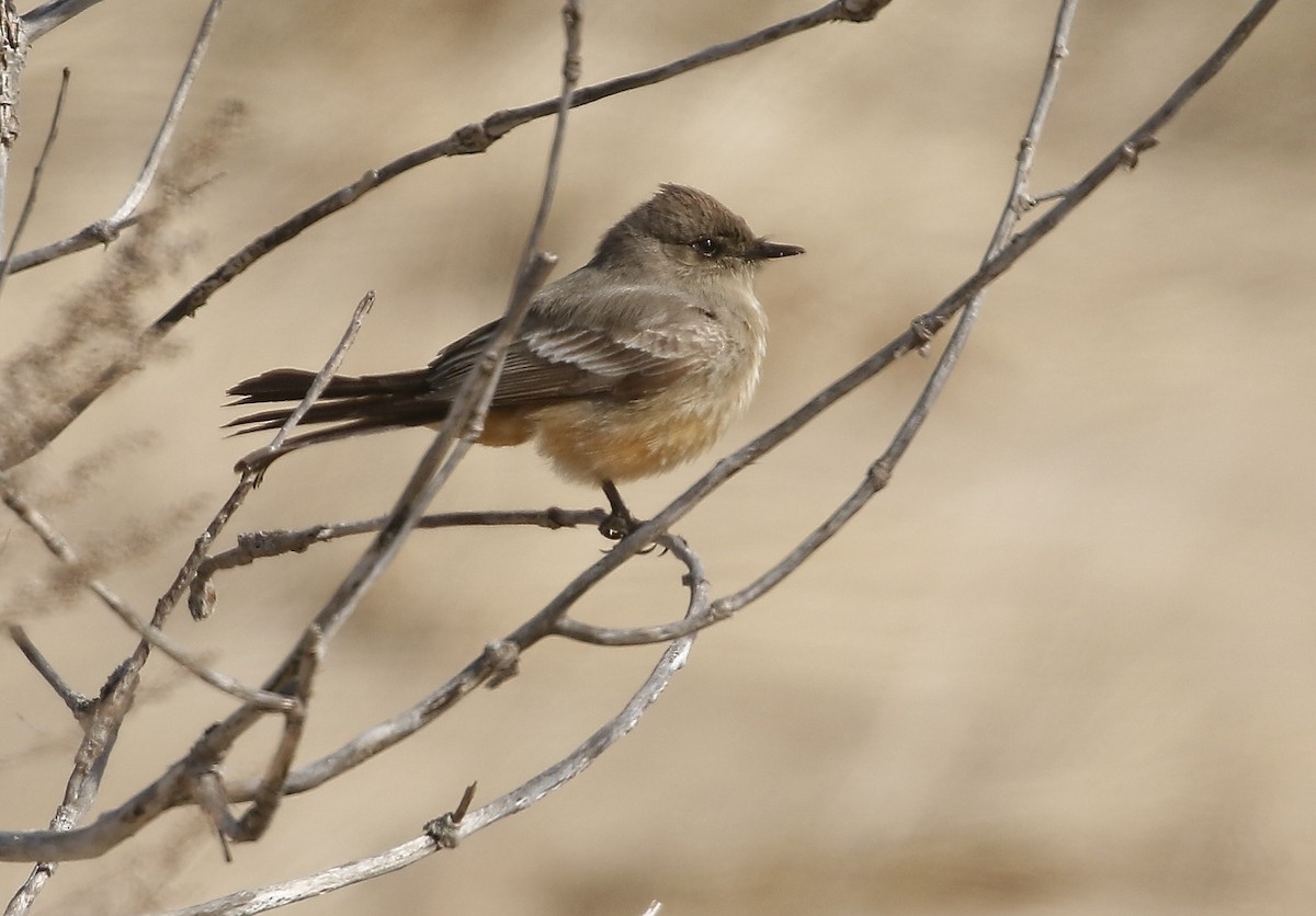 Say's Phoebe - Phillip Odum