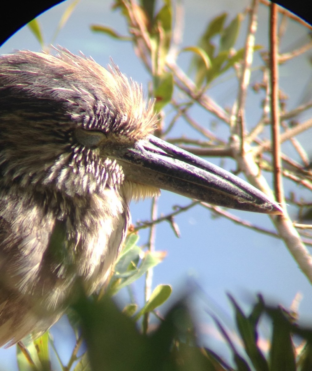 Yellow-crowned Night Heron - Jerald Reb