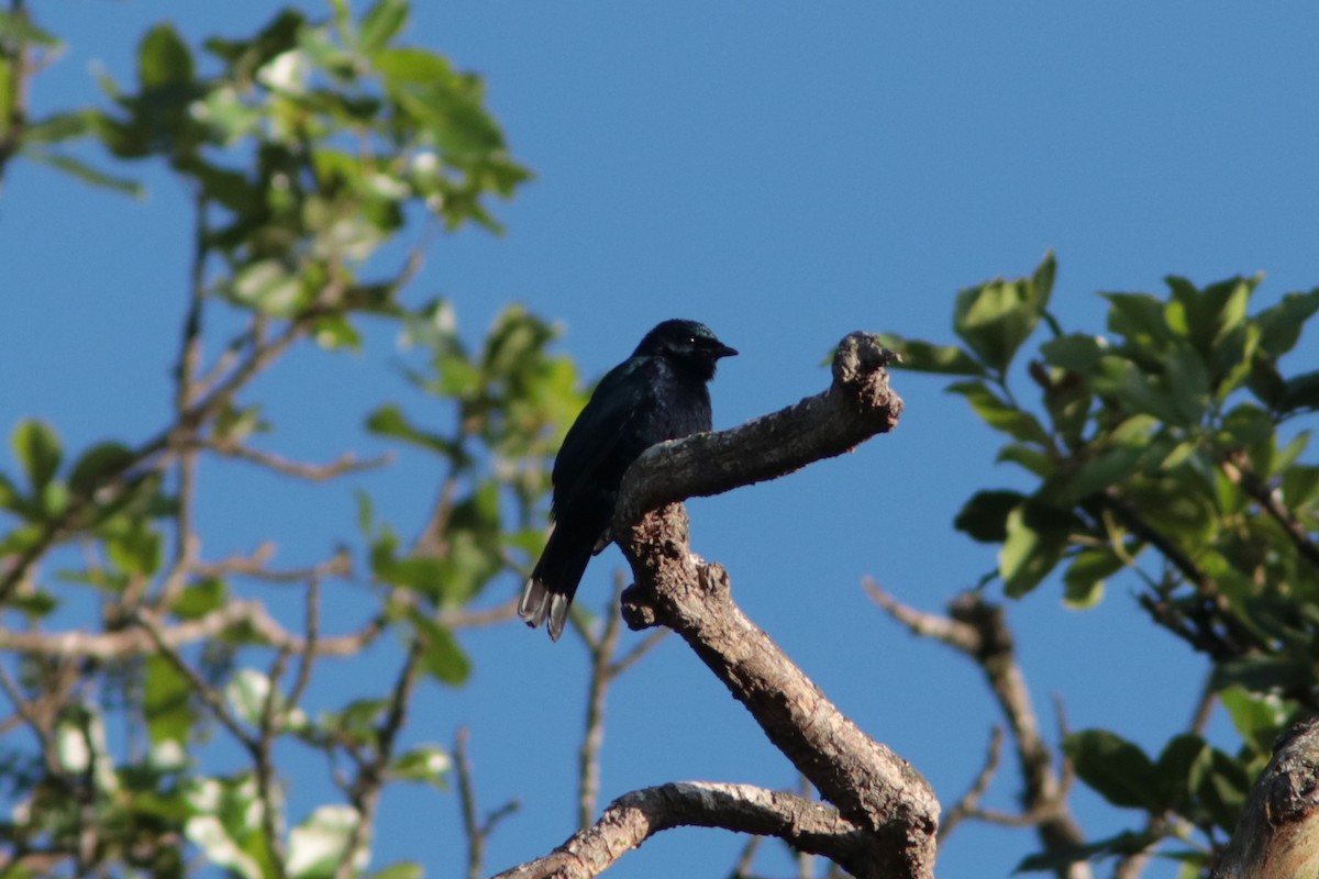 Purple-throated Cuckooshrike - ML437971901