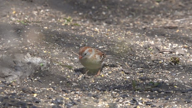 Field Sparrow - ML437972051