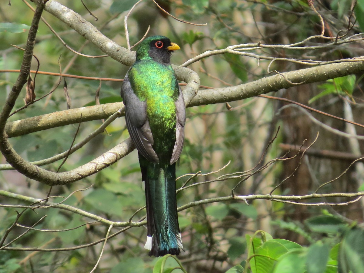 Mountain Trogon - John van Dort