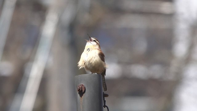 Carolina Wren - ML437972701