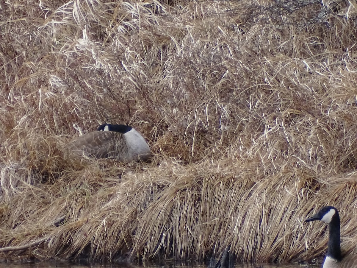 Canada Goose - claudine lafrance cohl